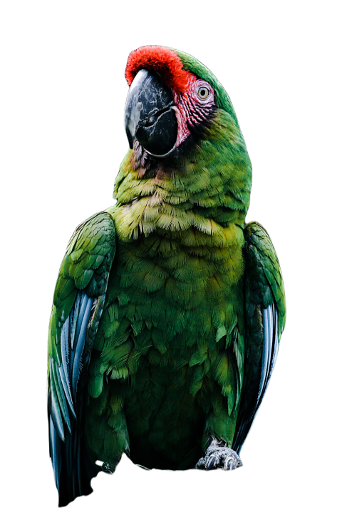 Parrots in the world png file 343