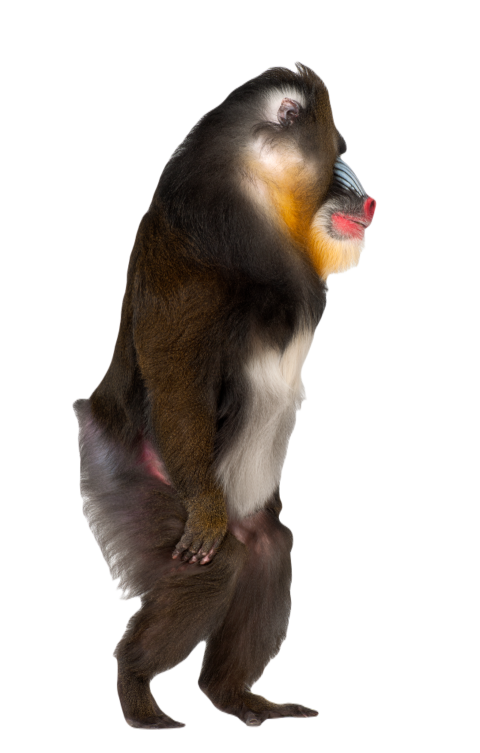 Mandrill walking mandrillus sphinx 22 years old 2024 09 27 01 20 16 utc