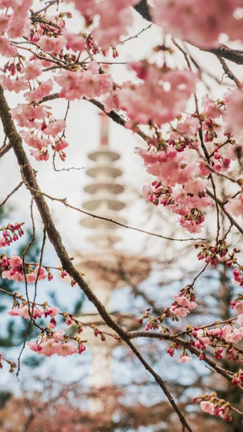 Phone Wallpapers (102)