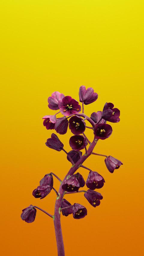 Phone Wallpapers (112)