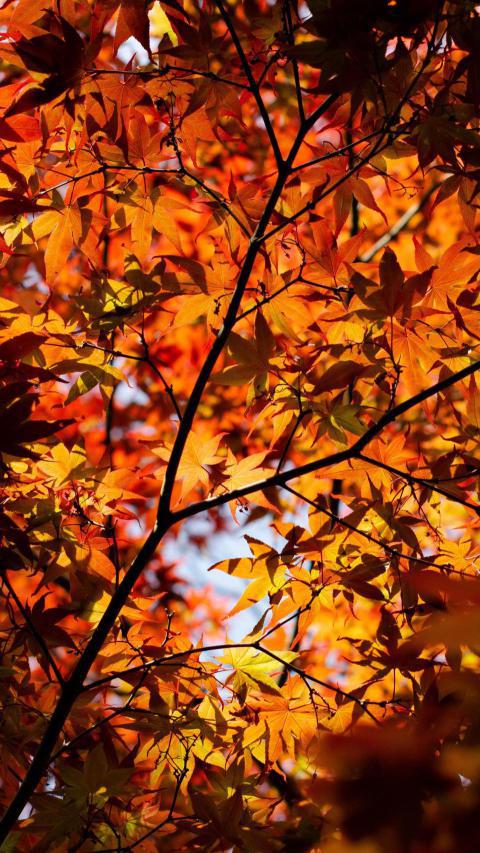Phone Wallpapers (111)