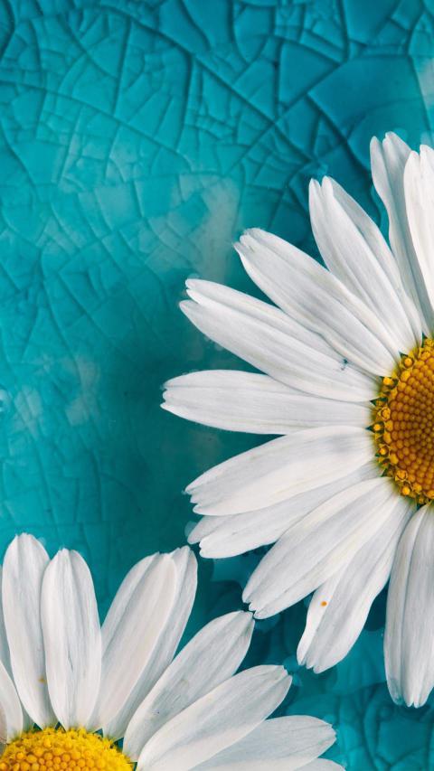 Phone Wallpapers (113)