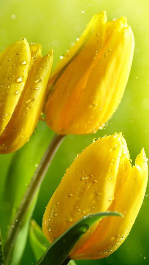 Phone Wallpapers (123)