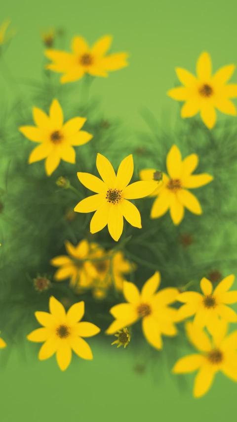 Phone Wallpapers (136)