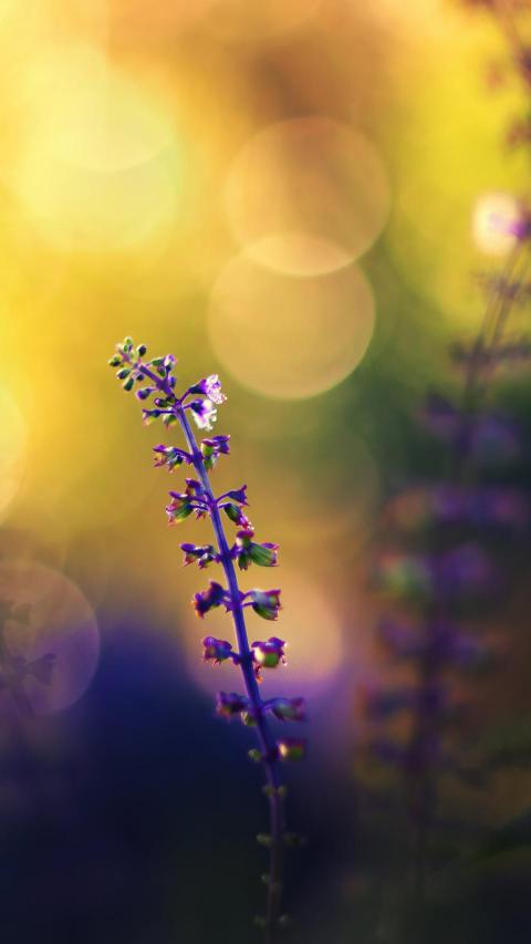 Phone Wallpapers (166)