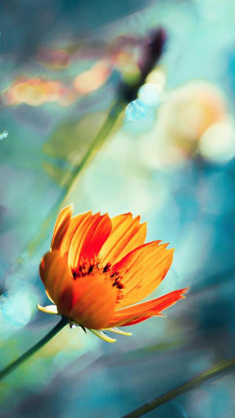 Phone Wallpapers (169)