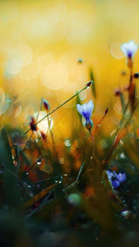 Phone Wallpapers (168)