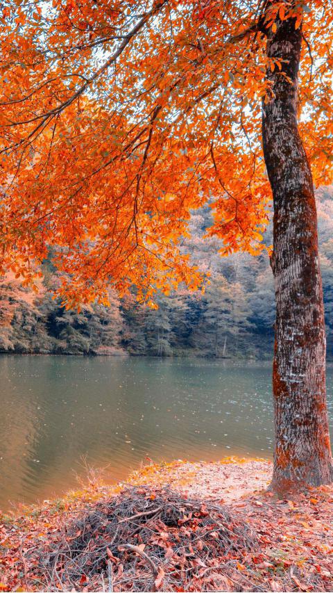 Phone Wallpapers (216)