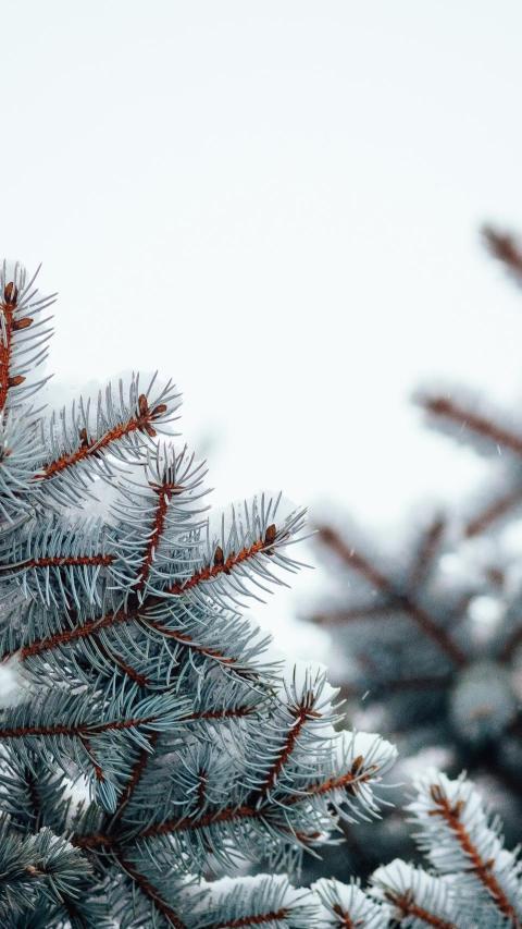 Phone Wallpapers (217)