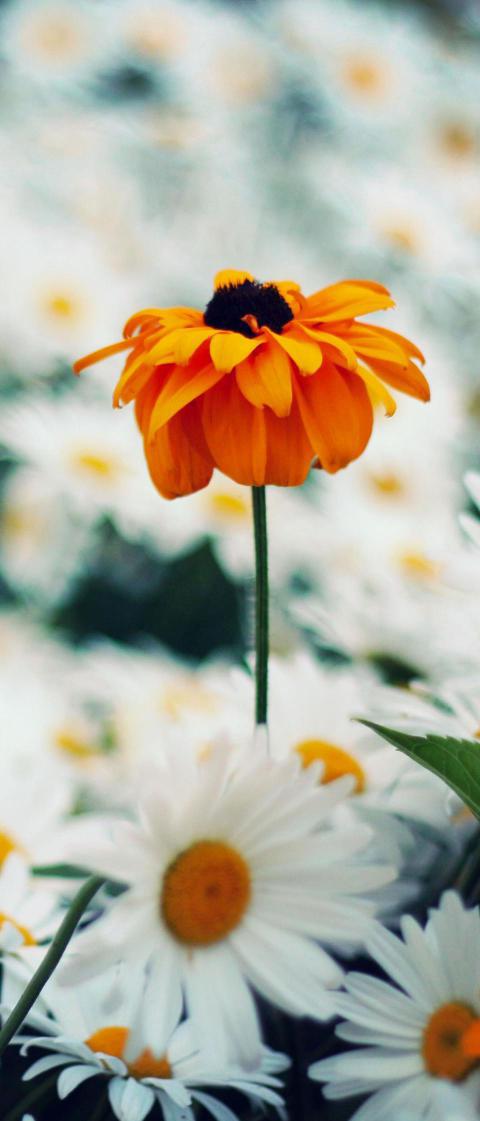 Phone Wallpapers (219)
