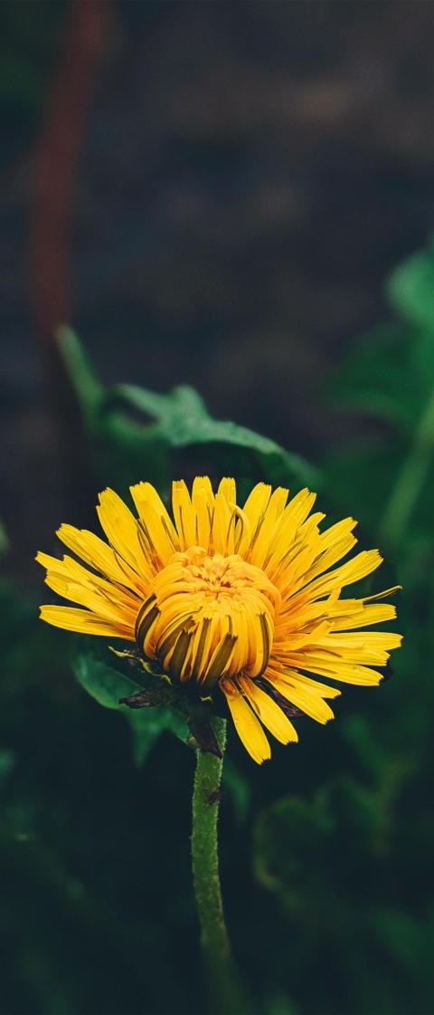Phone Wallpapers (220)