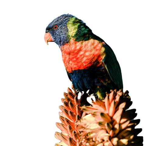 Parrots in the world png file 148