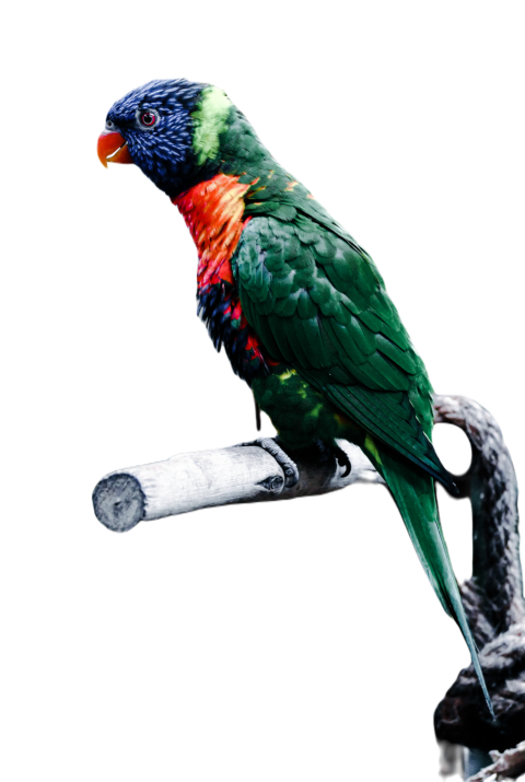 Parrots in the world png file 6