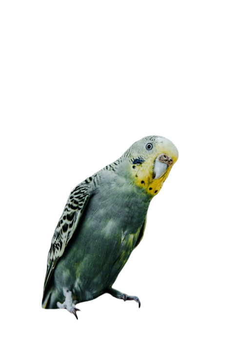 Parrots in the world png file 84