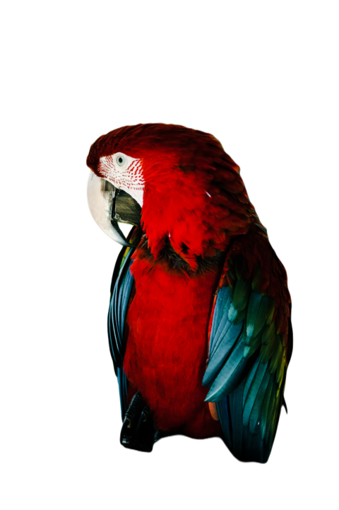 Parrots in the world png file 4